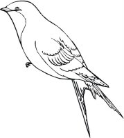 Pasari calatoare