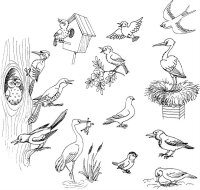 Pasari calatoare