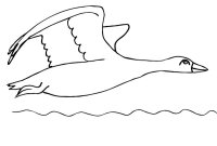 Pasari calatoare