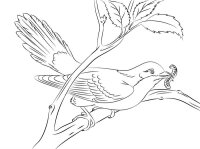 Pasari calatoare