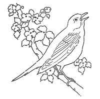 Pasari calatoare