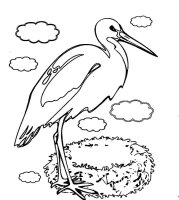 Pasari calatoare