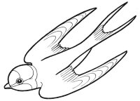 Pasari calatoare