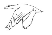 Pasari calatoare