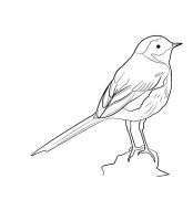 Pasari calatoare