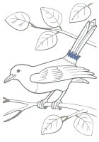Pasari calatoare