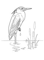 Pasari calatoare