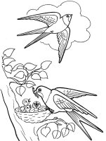 Pasari calatoare