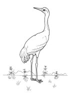 Pasari calatoare