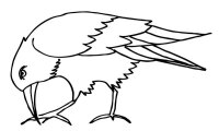 Pasari calatoare