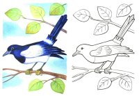 Pasari calatoare
