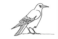 Pasari calatoare