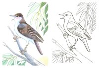 Pasari calatoare