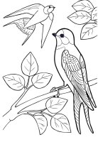 Pasari calatoare