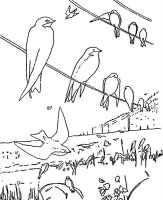 Pasari calatoare