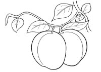 Piersica