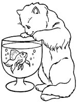 Pisica