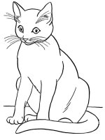 Pisica