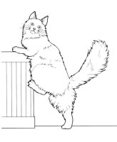 Pisica