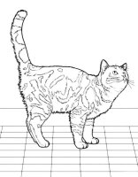 Pisica