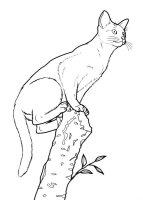Pisica