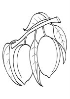 Prune