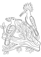 Pupaza