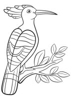 Pupaza