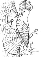 Pupaza
