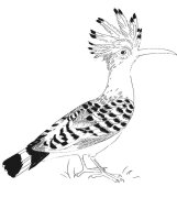 Pupaza