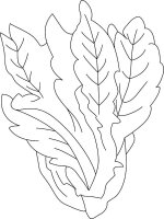 Salata verde