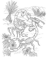 Scorpion