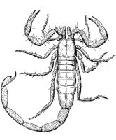 Scorpion