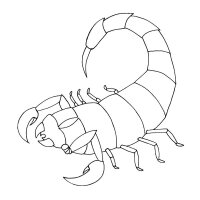 Scorpion