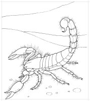 Scorpion