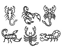 Scorpion