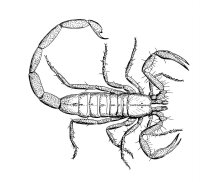 Scorpion