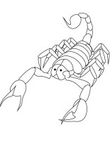 Scorpion
