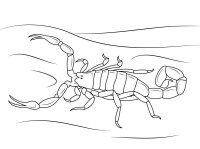 Scorpion