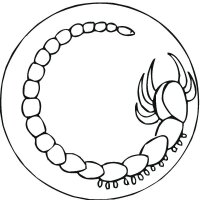 Scorpion