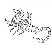 Scorpion
