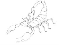 Scorpion