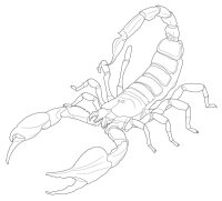 Scorpion