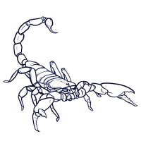 Scorpion