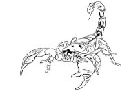 Scorpion