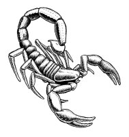 Scorpion
