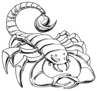 Scorpion