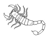 Scorpion