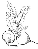 Sfecla