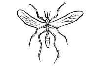 Tantari